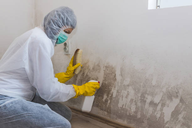 Mold Removal and Inspection in Whitley City, KY